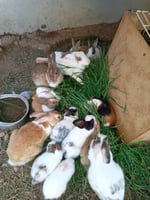 vente de lapin