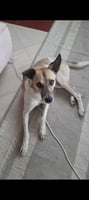 Chien à adopter