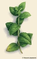Menthe poivrée fraîche de Djama Guedi - Vertus digestives et rafraîchissantes