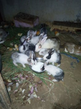 Lapins de qualité à prix attractif