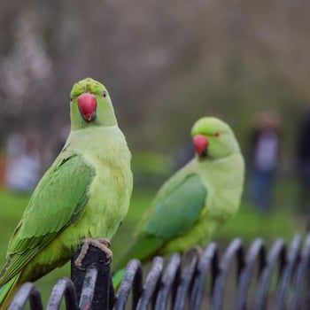 Deux perroquets verts à vendre en excellent état