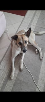 Chien à adopter