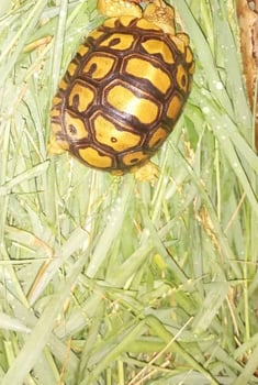 Tortue à adopter