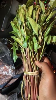 Toyota Prado LG120, manuelle, moteur diesel