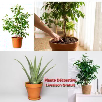 Plantes naturelles en pot pour décorer votre espace - Livraison gratuite