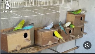 Oiseau à vendre