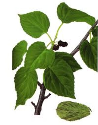 Feuilles de mûrier fraîches – Récolte locale