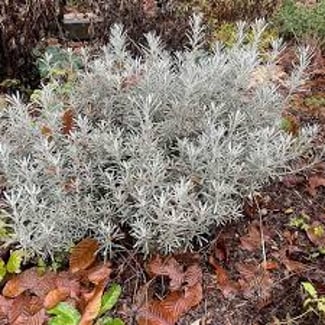 Plante de curry frais – Parfum naturel et intense