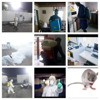 Services de dératisation, désinfection et désinsectisation 3D par Société Djib