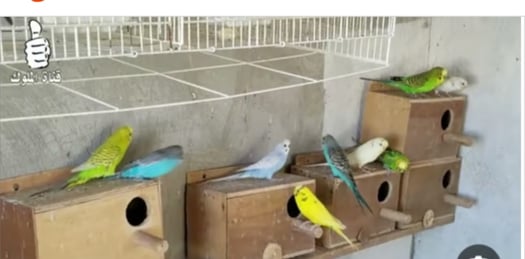 Oiseaux à vendre - Deux pour 10000 mille