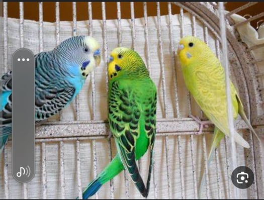 Vente d\'oiseaux -Perroquet