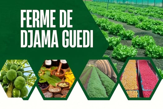 Produits agricoles frais et herbes locales – Ferme Djama Guedi
