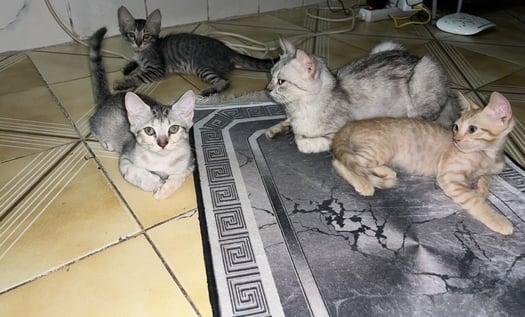 Chatons hybrides norvégiens de 2 mois à adopter gratuitement
