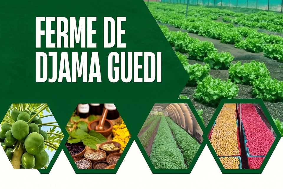 Ferme de Djama Guedi