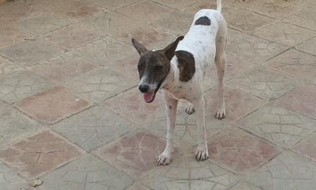 chien race BENJI