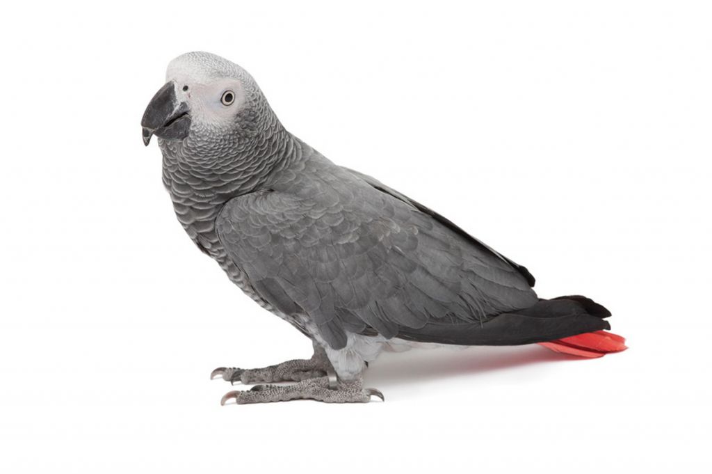Vends Perroquet Gris du Gabon à Djibouti