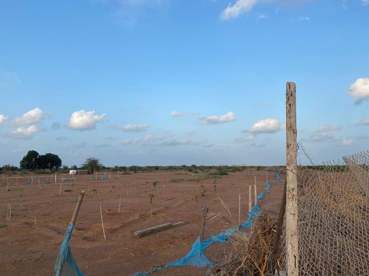 Terrain 2 ha à vendre à Damerjoog à petit prix