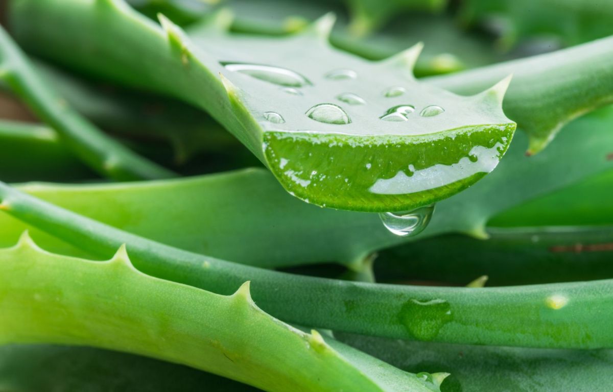 Plante médicinale Aloe Vera 100% naturelle à la Ferme de Djama Guedi