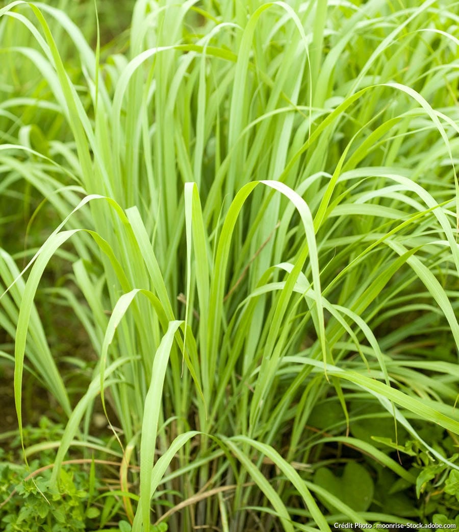 Citronnelle locale fraîche - Plante aromatique et répulsif naturel