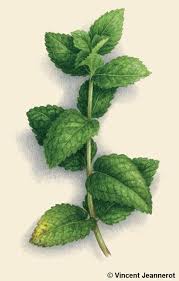 Menthe poivrée fraîche de Djama Guedi - Vertus digestives et rafraîchissantes