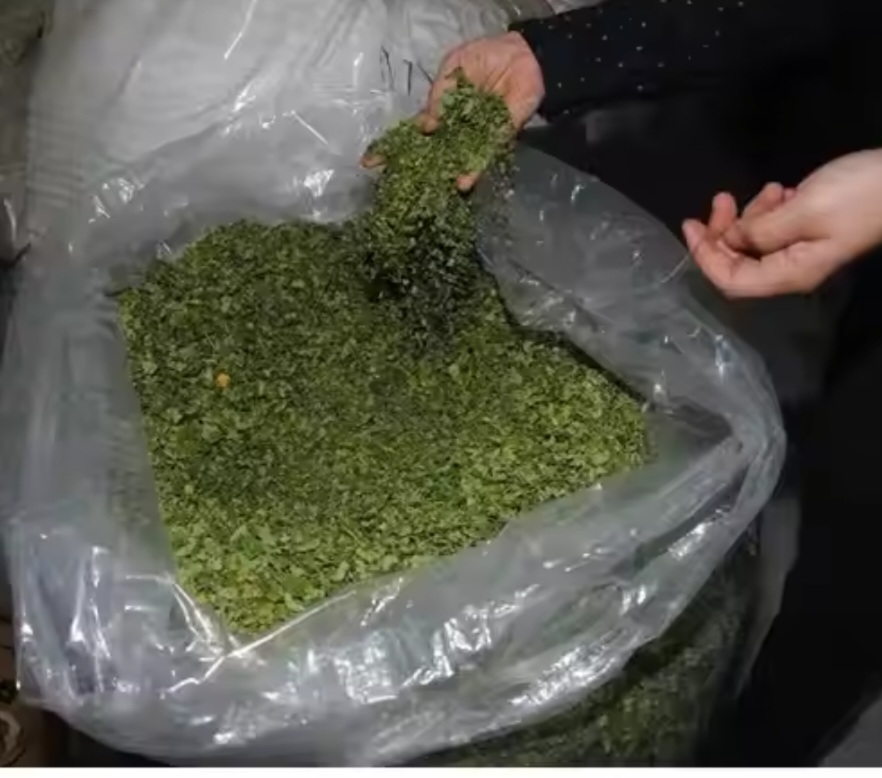 Poudre de Moringa pure