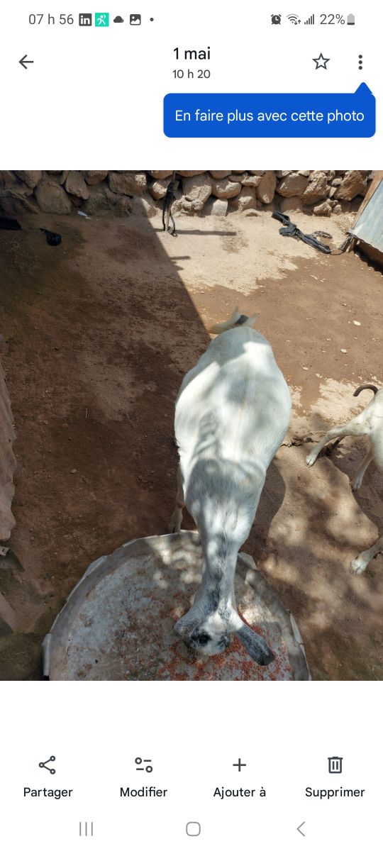 Chèvre à vendre à petit prix