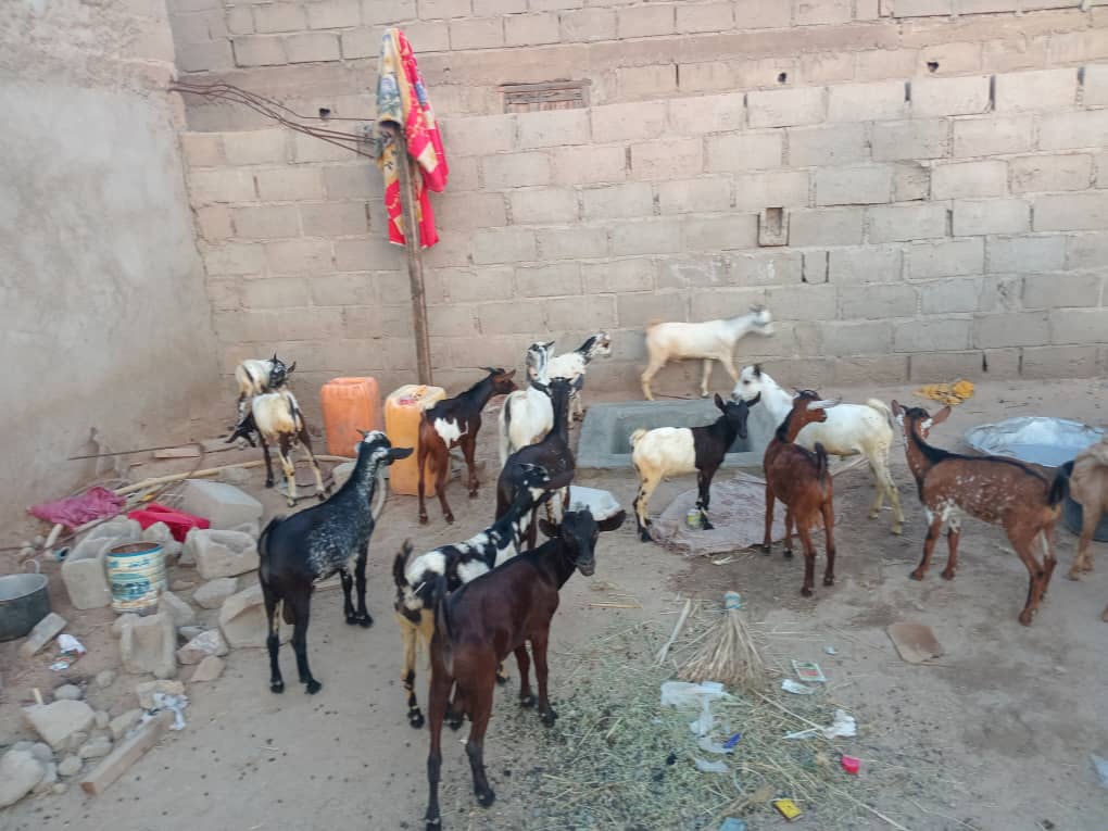 Chèvres fraîches à prix raisonnable