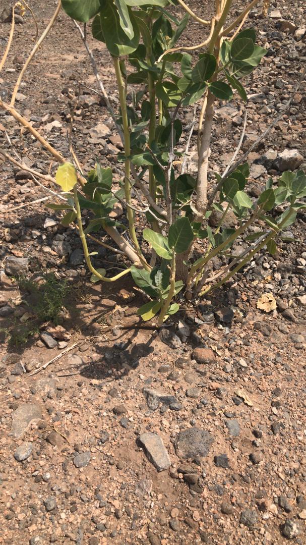 Terrain de 170m² à Cité Nasib, idéal pour projet résidentiel ou commercial