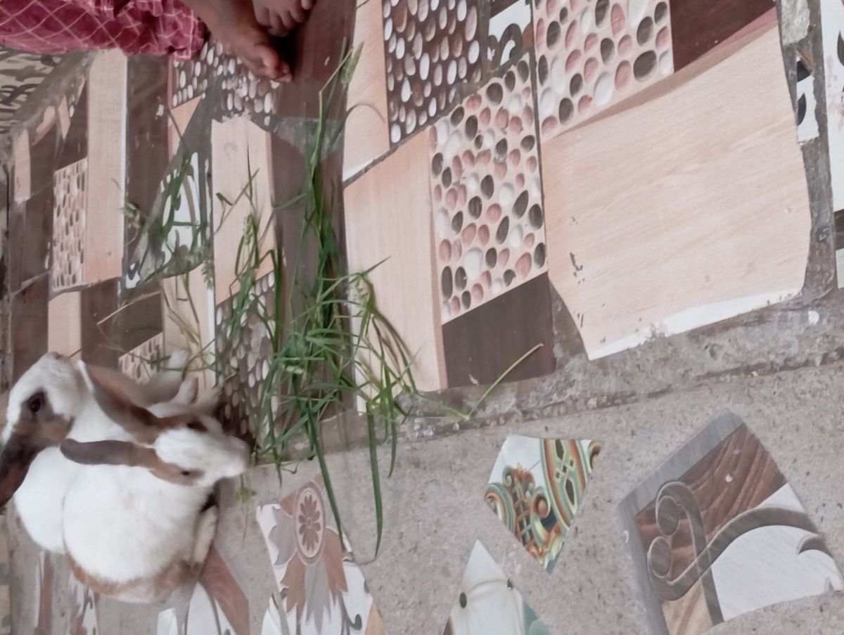 Couple de lapins à vendre pour amateurs de lapins