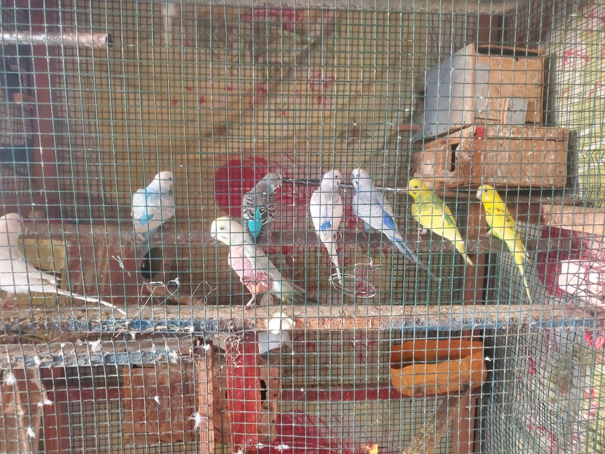 Couple de Perroquets à vendre