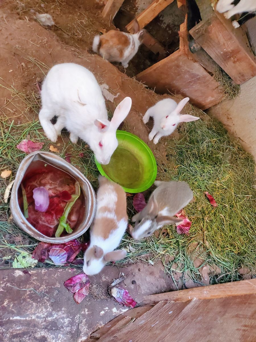 Lapins domestiques à vendre