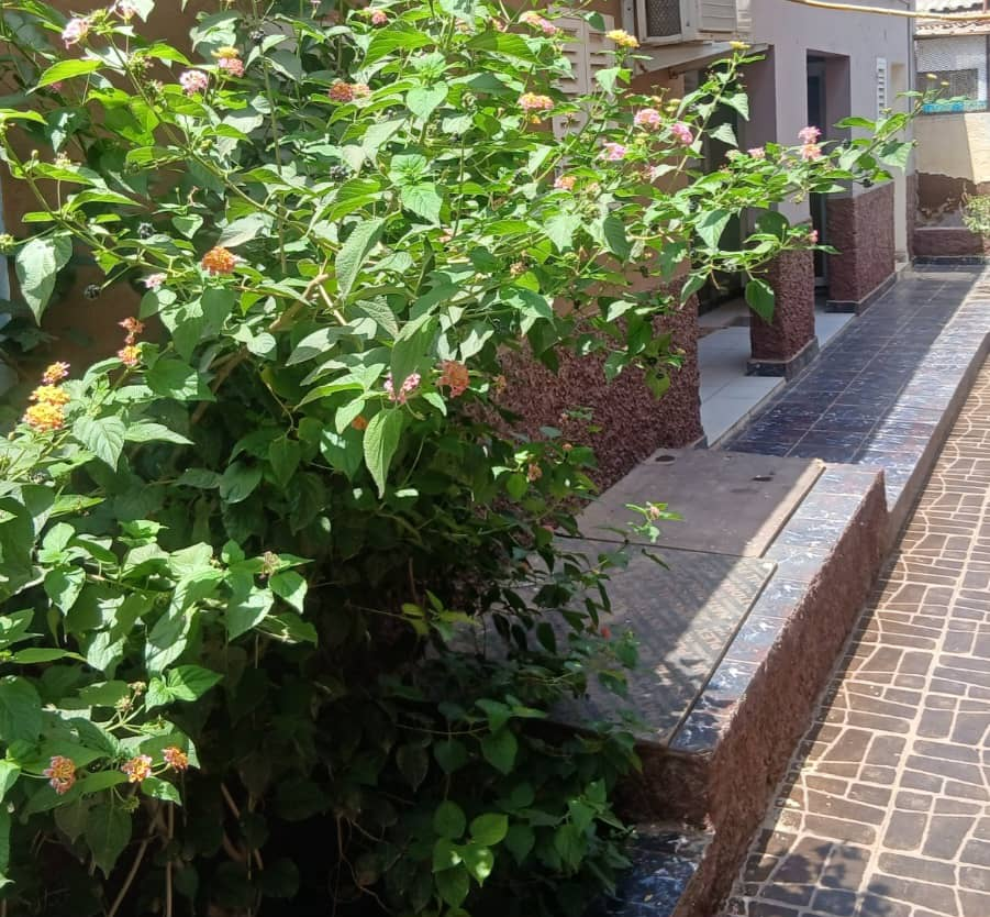 Studio meublé F1 et F2 à Gabode